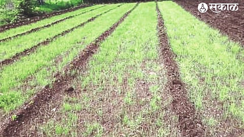 Onion plant getting ready for onion planting