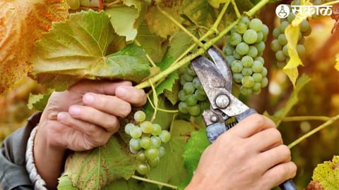 grapes pruning