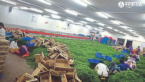 Laborers packing chillies for shipment to Gulf countries.