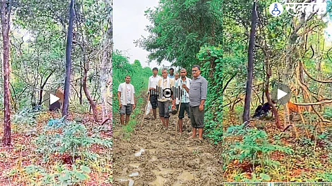 Bear fights tiger to save cub video goes viral on social media Incidents in Tadoba Tiger Reserve