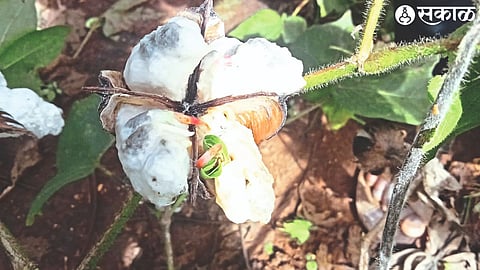 Damage to picked cotton bolls due to heavy rains