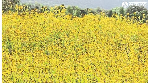 Khurasani flowers attract tourists in the area.