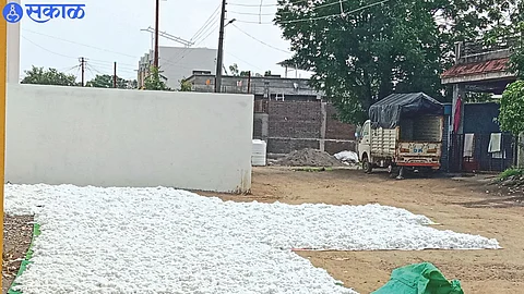 Cotton thrown in yard for drying in Ashok Nagar area.