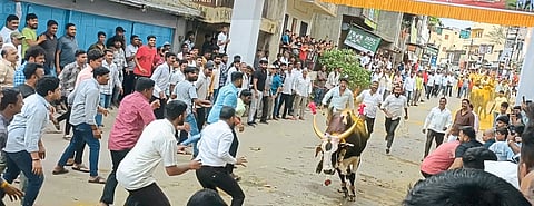 वडगावात रंगला अवखळ बैलांचा खेळ
