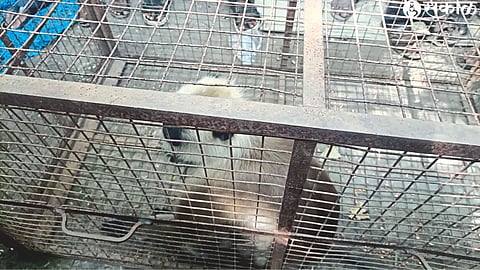 A caged monkey.