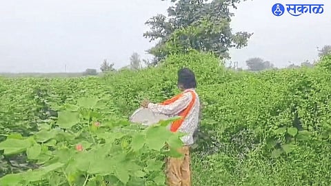 Cotton picking going on in Shivara with tambourine.