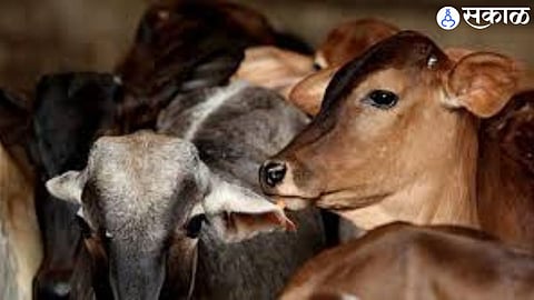 82 thousand 490 domestic animals benefited from Brucellosis vaccine in Chhatrapati Sambhajinagar