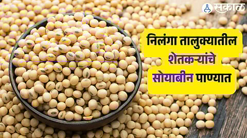 निलंगा तालुक्यातील शेतकऱ्यांचे सोयाबीन पाण्यात