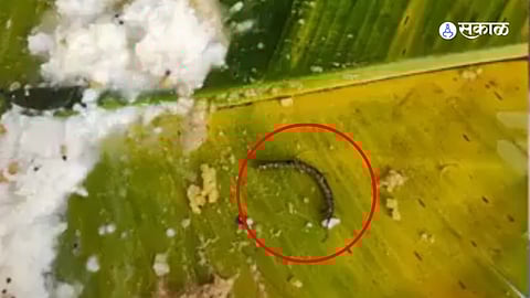 Insects found in Tirupati Balaji's prasad, as seen in a viral video, raising concerns about food safety at the temple.