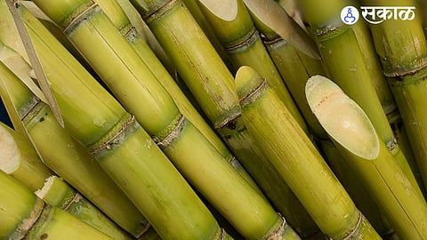 Sugarcane Price