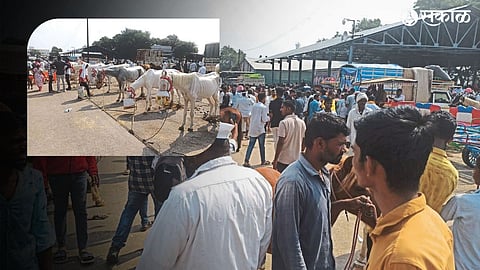 The horse market in Yevala was crowded with handsome horses and buyers for sale on Tuesday