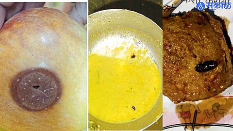 Vaijapur Government hostel insects in food