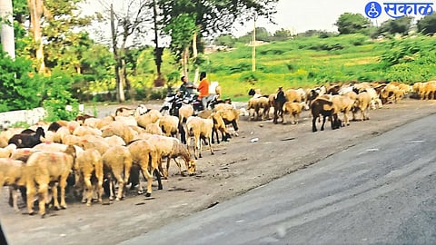 Thelari brothers coming from here to Jalgaon district with sheep.