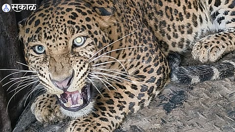Forest Department Leopard captured in Pimpri Pendhar