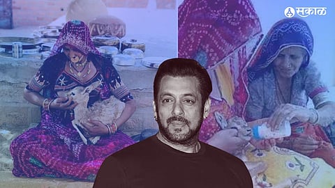 Bishnoi Samaj: हरणाला स्वतःचं दूध पाजणारा बिश्नोई समाज नेमका आहे कसा? सिद्धू मुसेवाला अन् सलमान खान प्रकरणाशी काय संबंध?