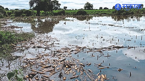 Water accumulated in Jagdish Patil's field and corn kernels washed away in water.