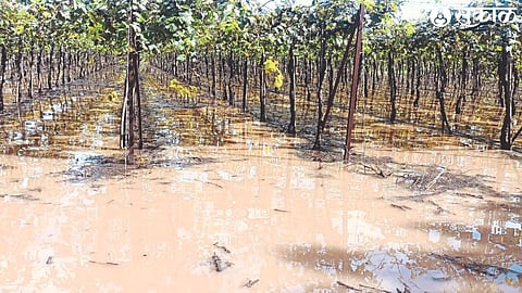 Water accumulated in a rain-pruned vineyard