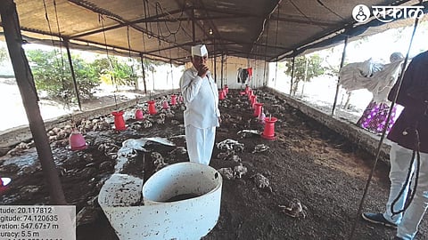 Chickens killed in a rain