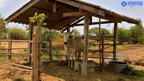 One village One Cow Shed