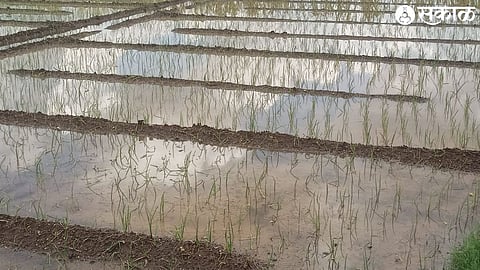 Accumulated rainwater in Sanjay Shirole's Lal Kanda field in Talwade.