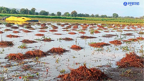 matola Crop Damage