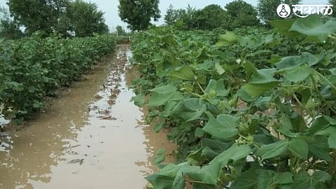 heavy rain cotton crop Crisis File photo