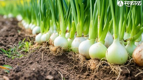 onion crop