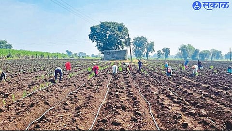 Cultivation in progress using sugarcane stalks in Shiwar.
