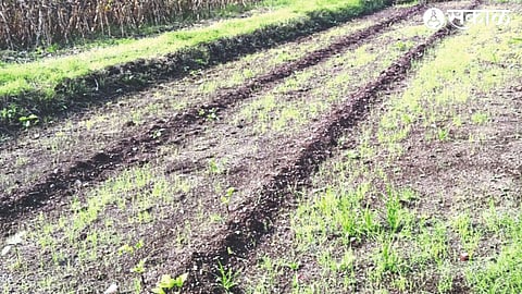 Onion plant planted for onion cultivation in Deola area but not good germination capacity.