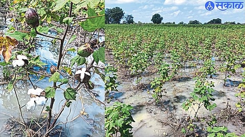 Blackened cotton bolls. Damage to the cotton in the second photo.