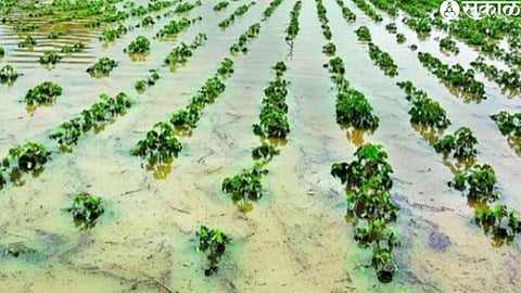 Heavy Rain Crop Damage (file photo)
