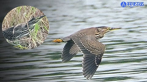 Sighting of Mangrove Heron