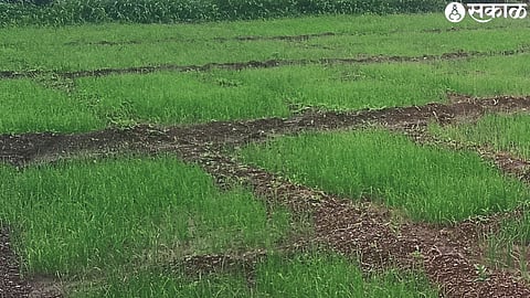 Onion plant in the field of Dagdu Chabulal Deore in Aengde Shiwar waiting for the return of rains.
