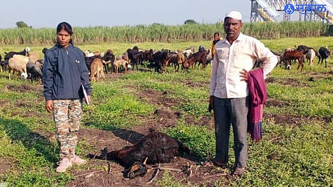A leopard attacked and killed a sheep in Varvand, causing panic among local residents