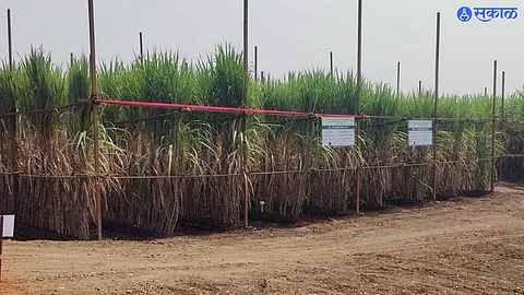 Baramati-agriculture