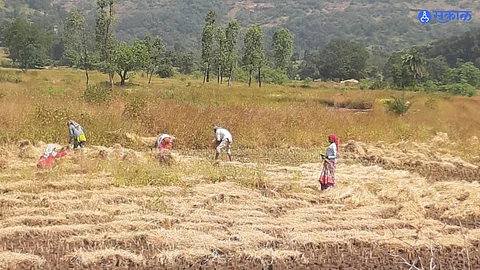 agricultural loss,