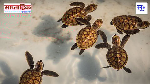 Marathi court case story