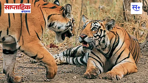wildlife photography