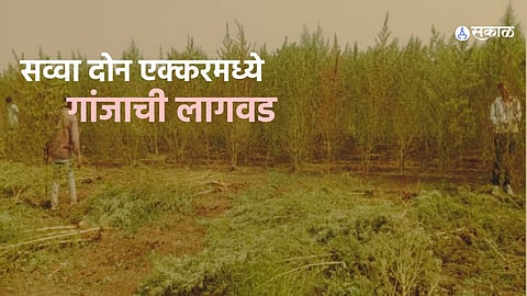 Mumbai Crime Branch's Anti-Narcotics Unit dismantles large cannabis plantation in Dhule, Maharashtra.