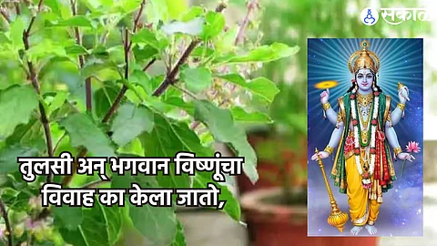 Tulsi Vivah 2024