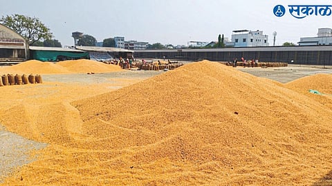 maize bumper entry in market committee.