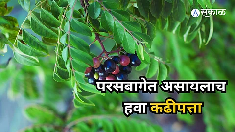 Curry Leaves Health Benefits: