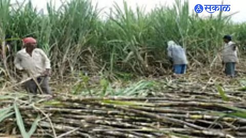 Sugarcane