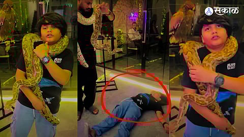 viral cobra snake viral video