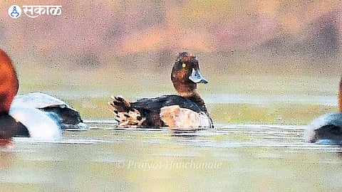 Tufted Duck
