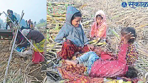 A sugarcane-cutter woman sitting with her children in a sugarcane field in the bitter cold. Children playing on the sugarcane platform while their parents cut sugarcane.
