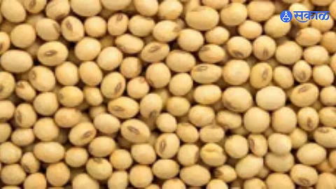 Soybean