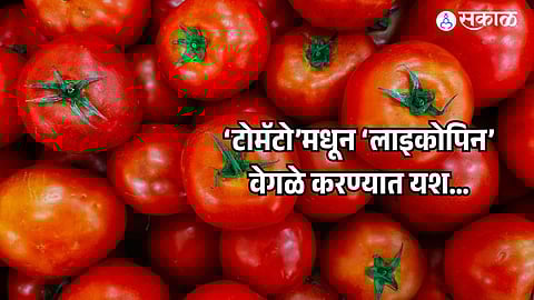 Extract Lycopene from Tomato