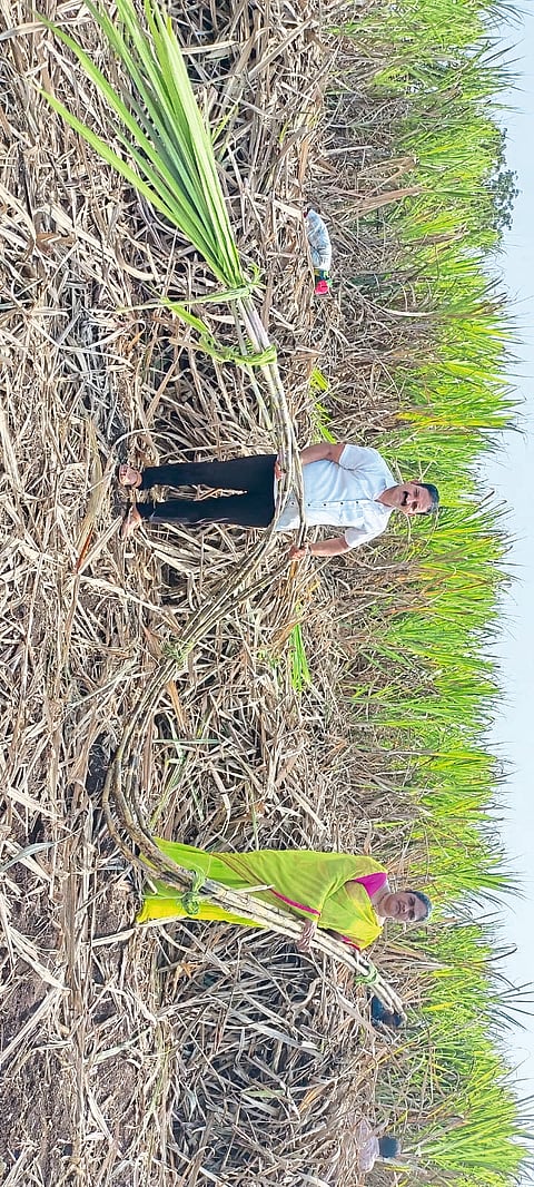 मांडकीतील तरुण शेतकऱ्याची कमाल