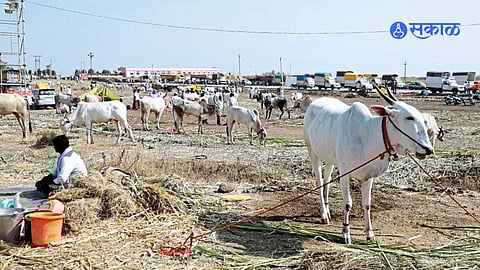 बैलबाजार